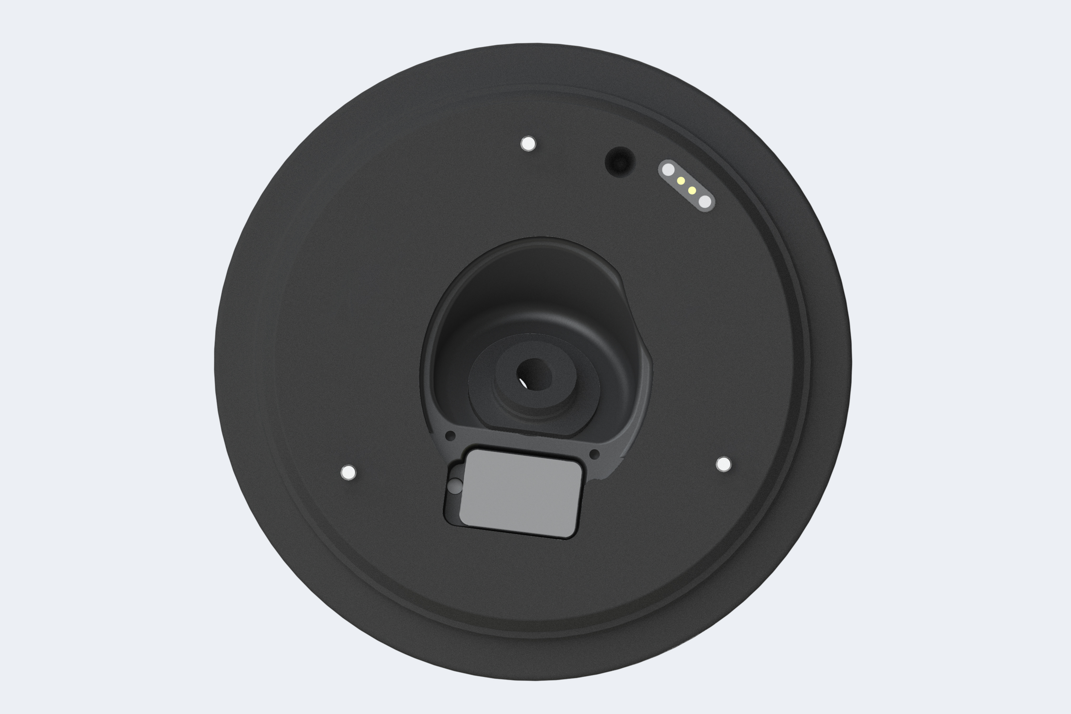 Back side of the pinnae.